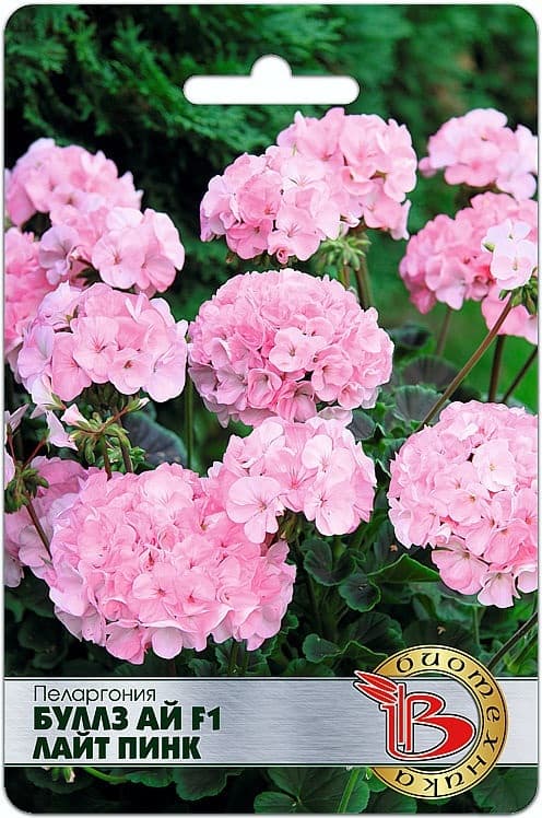 Фото – Пеларгония Буллз Ай F1 Лайт Пинк