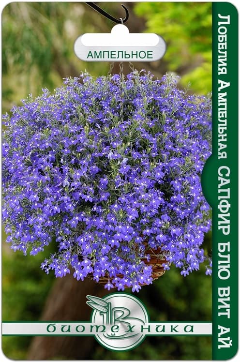 Фото – Лобелия ампельная Сапфир Блю Вит Ай