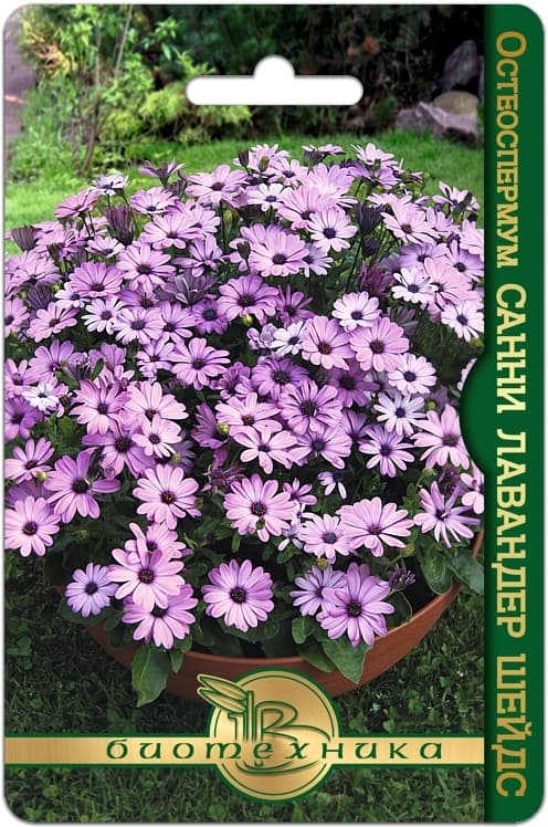 Фото – Остеоспермум Санни Лавандер Шейдс