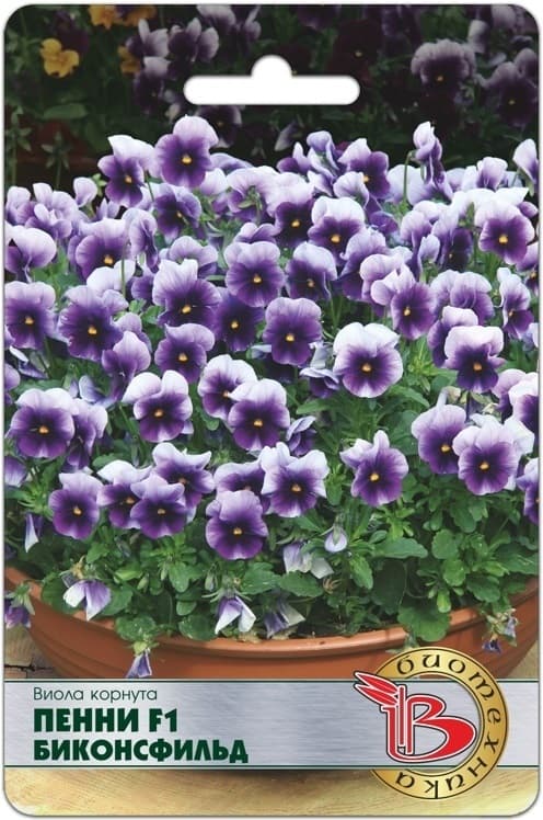 Фото – Виола корнута Пенни F1 Биконсфильд