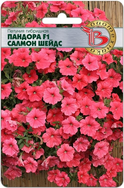 Фото – Петуния каскадная Пандора F1 Салмон Шейдс