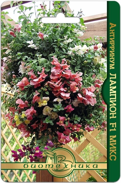 Фото – Антирринум Лампион F1 Микс