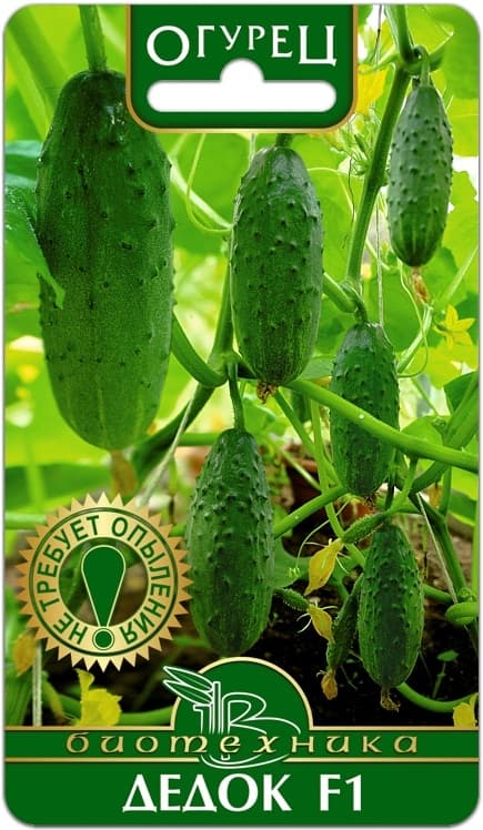 Фото – Огурец Дедок F1