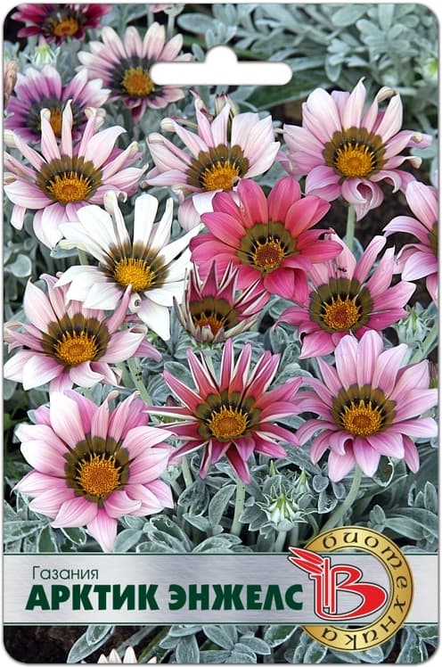 Фото – Газания Арктик Энжелс