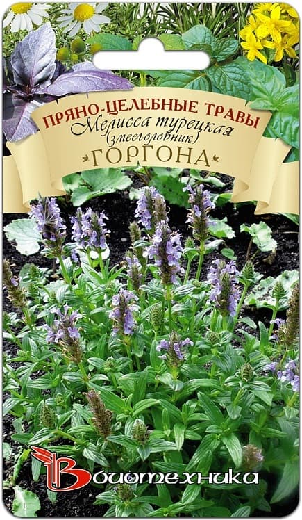 Фото – Монарда лимонная Мона Лиза