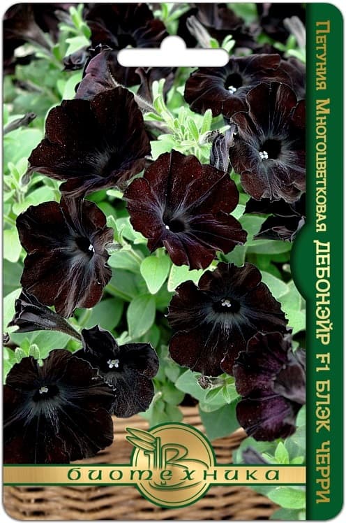 Фото – Петуния многоцветковая Дебонэйр F 1 Блэк Черри