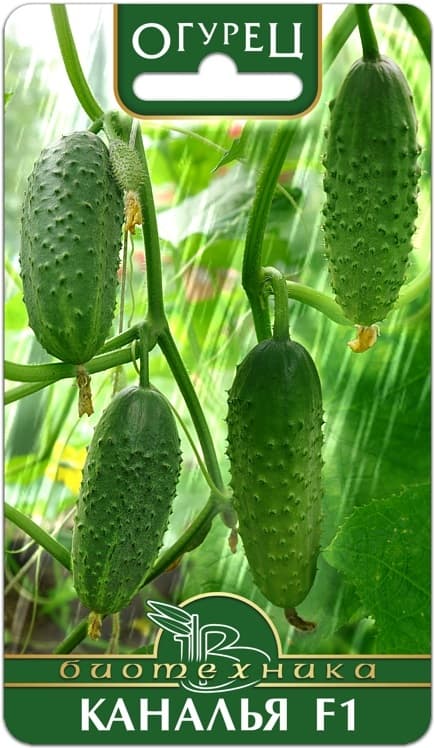 Фото – Огурец Каналья F1