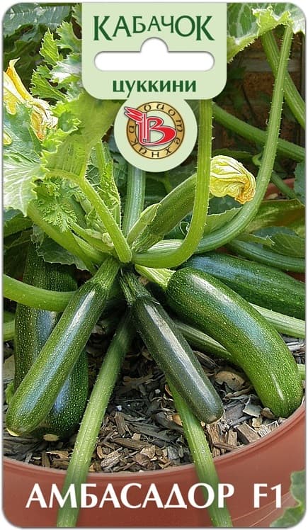 Фото – Кабачок Цуккини Амбасадор F1