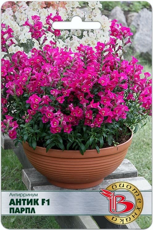 Фото – Антирринум Антик F1 Парпл