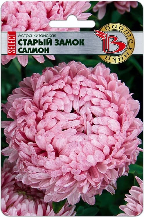 Фото – Астра китайская Старый замок селект Салмон