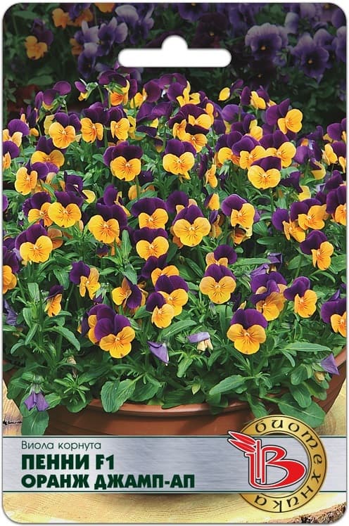 Фото – Виола корнута Пенни F1 Оранж Джамп-ап
