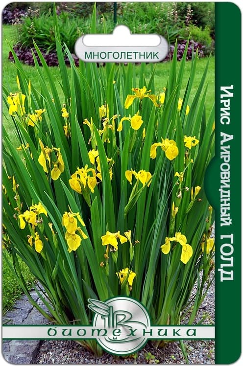 Фото – Ирис аировидный Голд