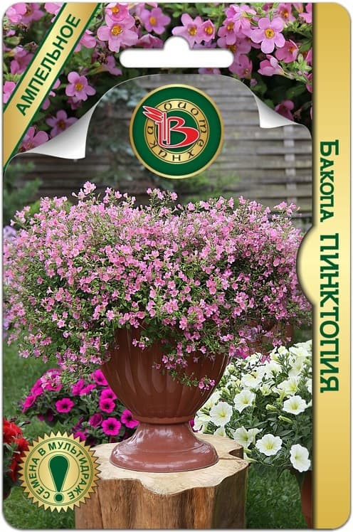 Фото – Бакопа Пинктопия