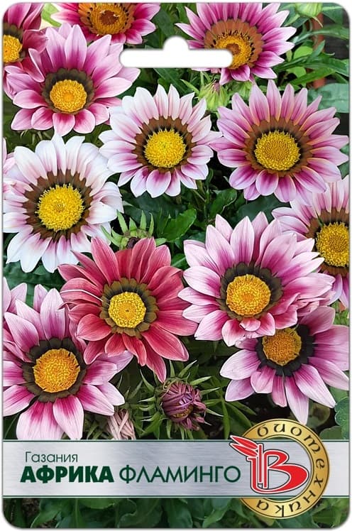 Фото – Газания Африка Фламинго