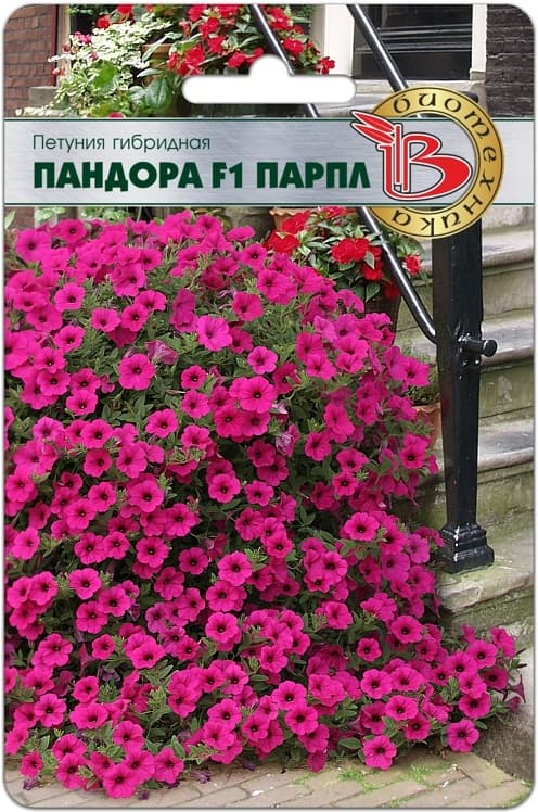 Фото – Петуния каскадная Пандора F1 Парпл