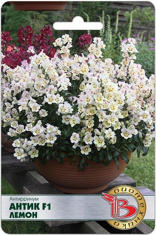 Фото – Антирринум Антик F1 Лемон