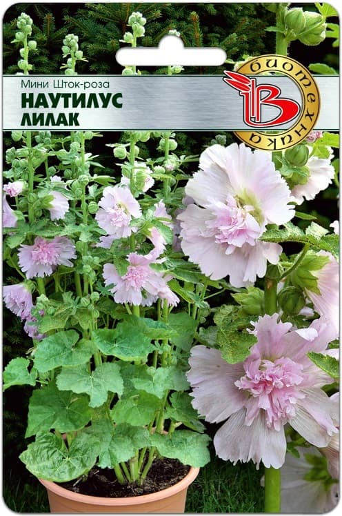 Фото – Мини Шток-Роза Наутилус Лилак