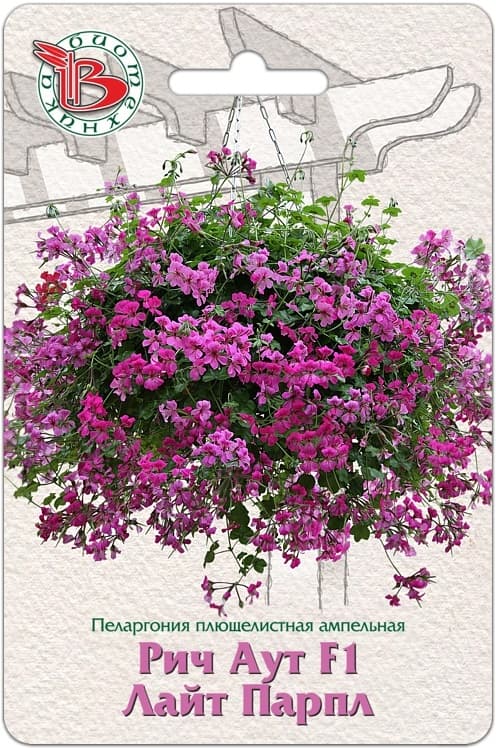 Фото – Пеларгония плющелистная ампельная Рич Аут F1 Лайт Парпл