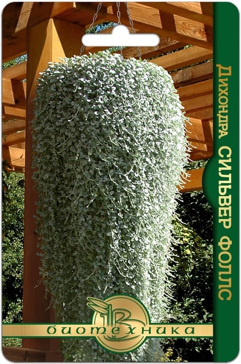 Фото – Дихондра Сильвер Фоллс