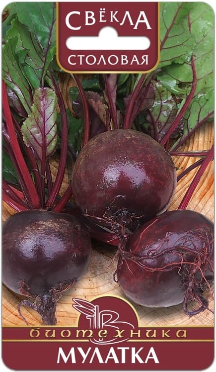 Фото – Свекла Мулатка