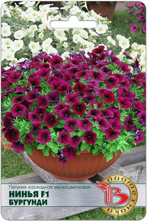 Фото – Петуния каскадная мелкоцветковая Нинья F1 Бургунди
