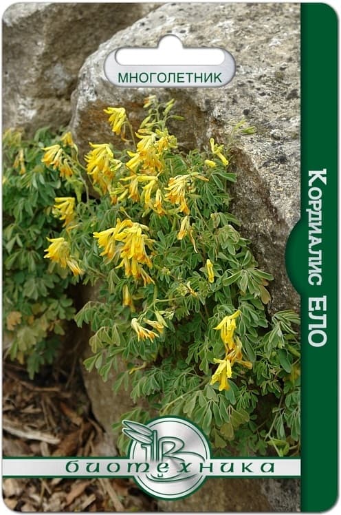 Фото – Кордиалис (Хохлатка) Ело