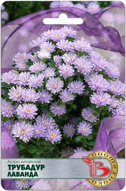 Фото – Астра китайская Трубадур Лаванда