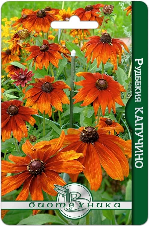 Фото – Рудбекия Капучино