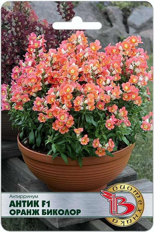 Фото – Антирринум Антик F1 Оранж Биколор