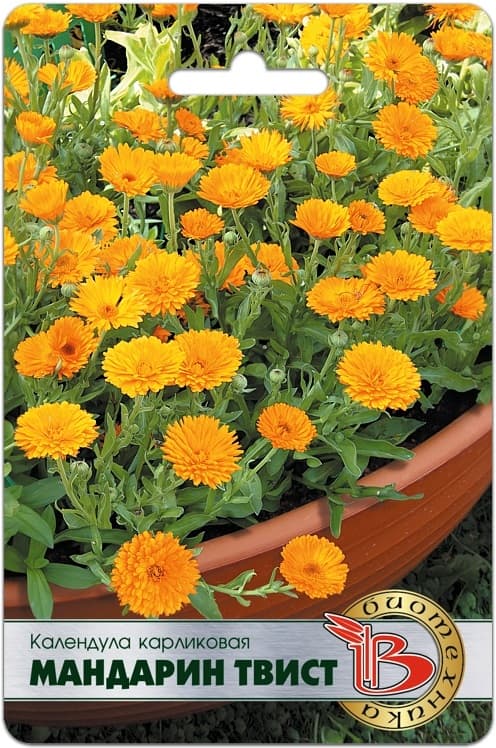Фото – Календула карликовая Мандарин Твист