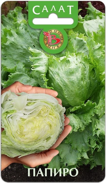 Фото – Салат кочанный Папиро