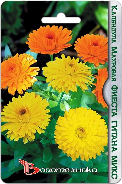 Фото – Календула махровая Фиеста Гитана Микс