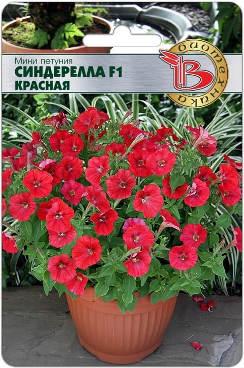 Фото – Мини Петуния мелкоцветковая Синдерелла F1 Красная