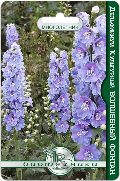 Фото – Дельфиниум культурный Волшебный Фонтан