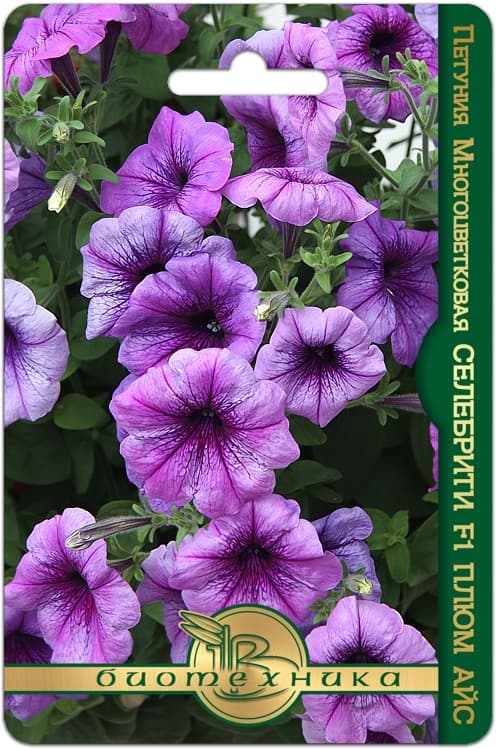 Фото – Петуния многоцветковая Селебрити F1 Плюм айс