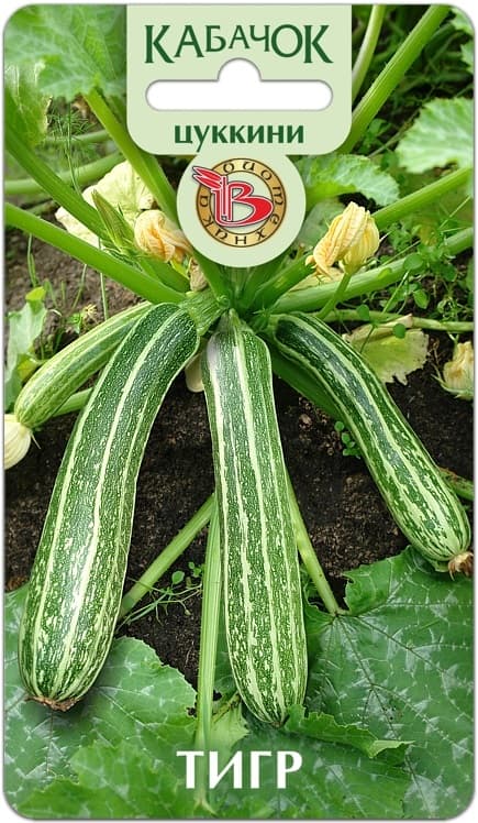 Фото – Кабачок Цуккини Тигр