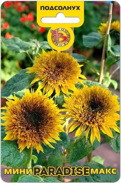 Фото – Подсолнух Мини-Макс F1 Парадайз