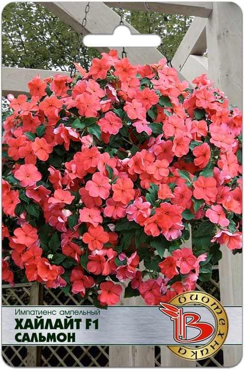 Фото – Импатиенс ампельный Хайлайт F1 Сальмон