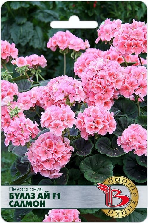 Фото – Пеларгония Буллз Ай F1 Салмон