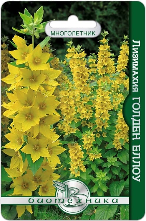 Фото – Лизимахия Голден Еллоу