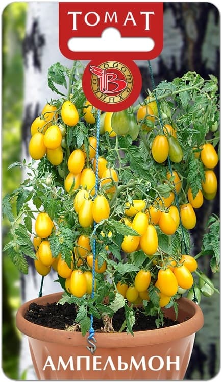 Фото – Томат Ампельмон