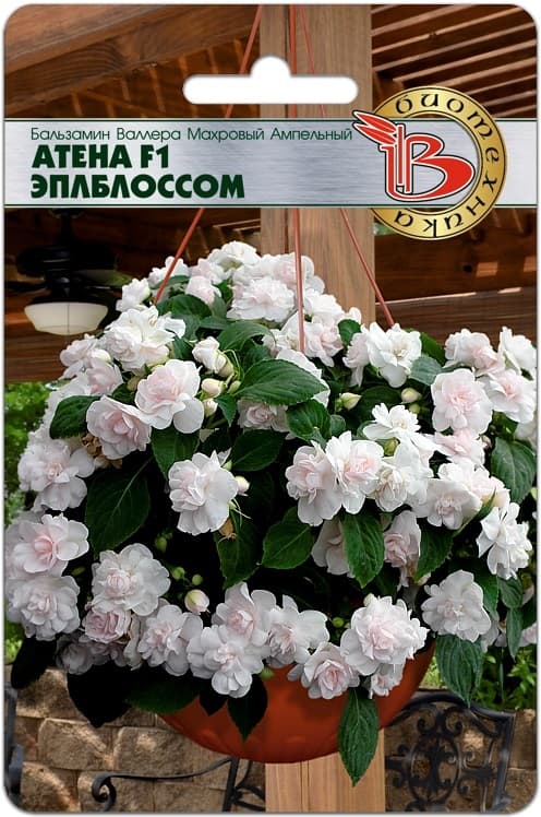 Фото – Бальзамин Валлера махровый ампельный Атена F1 Эплблоссом