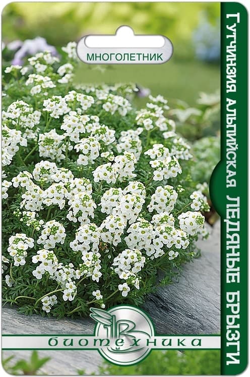 Фото – Гутчинзия альпийская Ледяные брызги