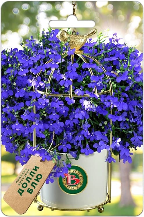 Фото – Лобелия кустовая Долли Блю