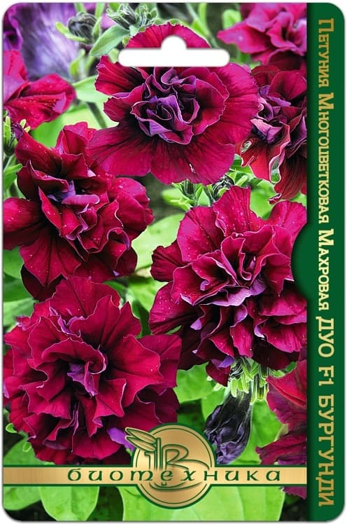 Фото – Петуния многоцветковая махровая Дуо F1 Бургунди