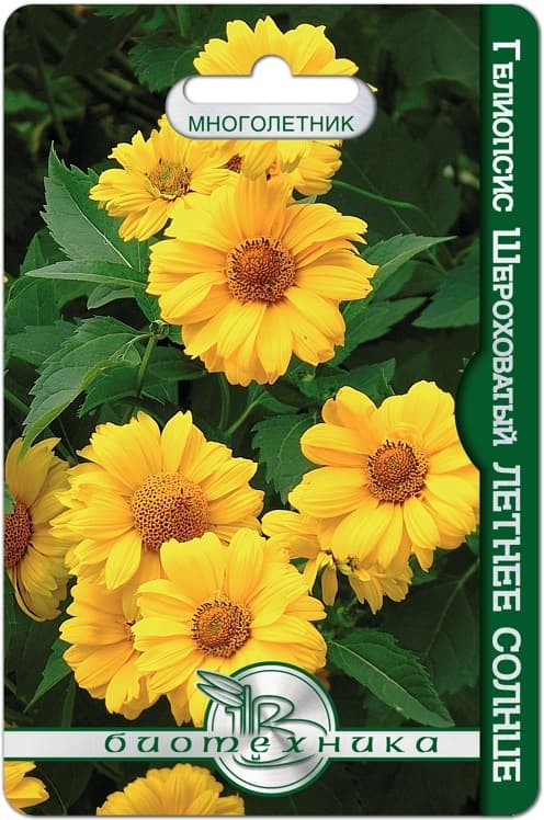 Фото – Гелиопсис шероховатый Летнее Солнце