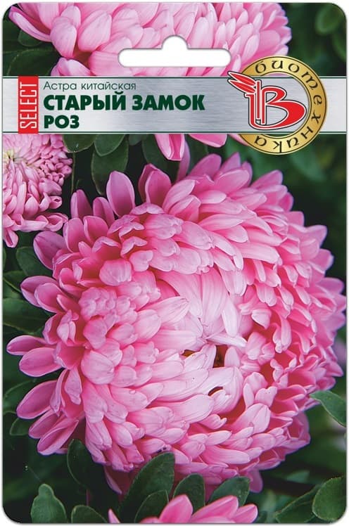 Фото – Астра китайская Старый замок селект Роз