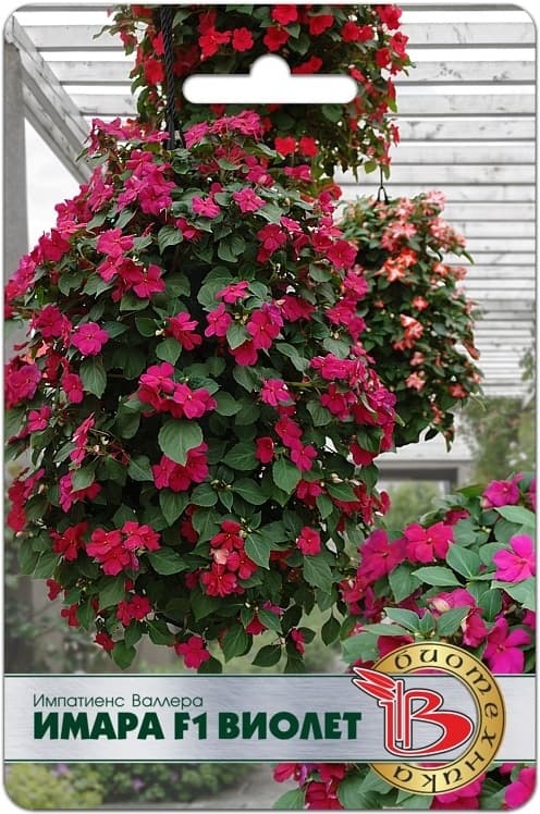 Фото – Импатиенс Валлера Имара F1 Виолет