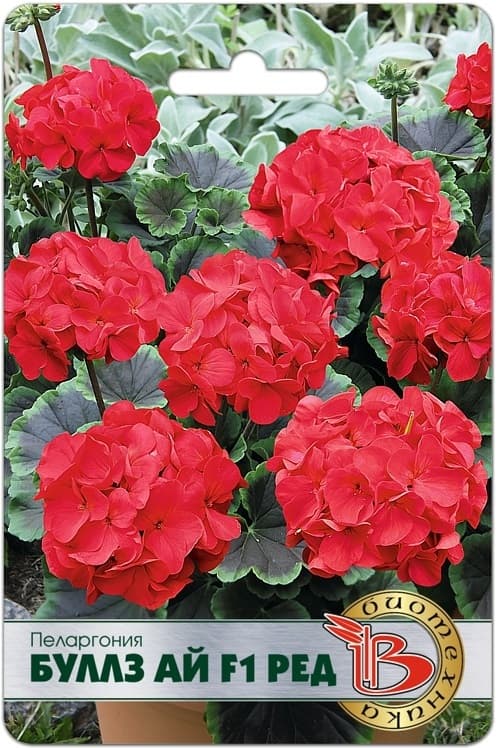 Фото – Пеларгония Буллз Ай F1 Ред