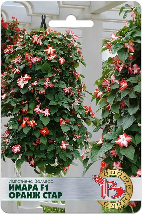 Фото – Импатиенс Валлера Имара F1 Оранж Стар